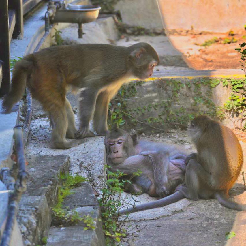 牠會跟最年輕的獼猴Moung Moung玩樂,同時不忘維持族群秩序。