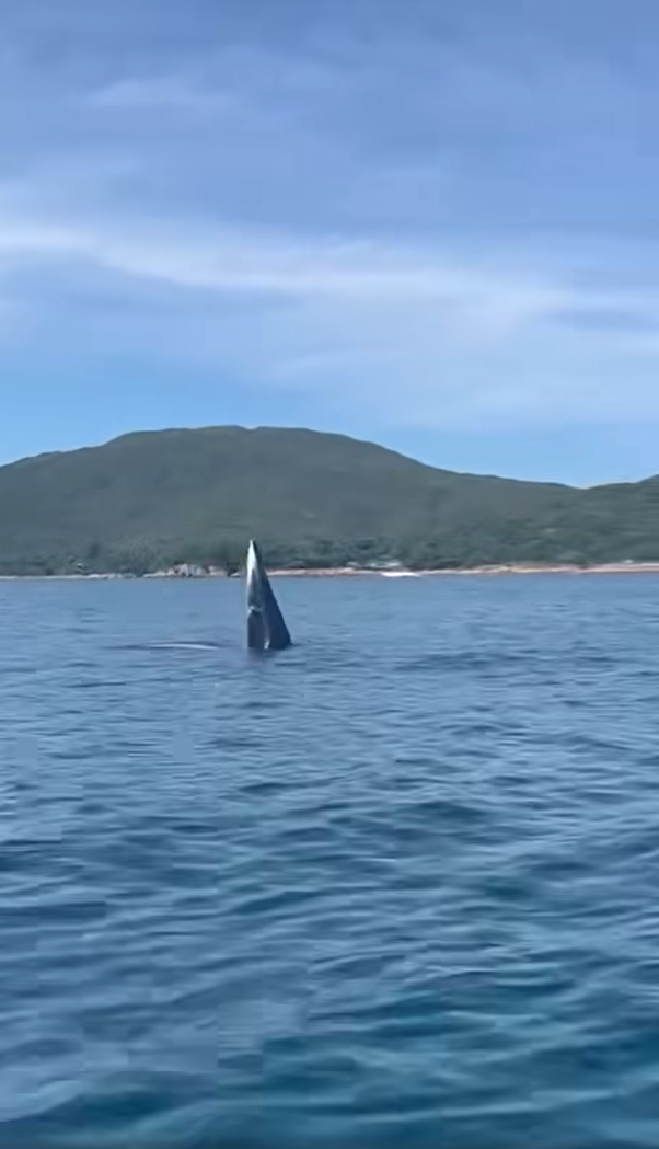 鯨魚