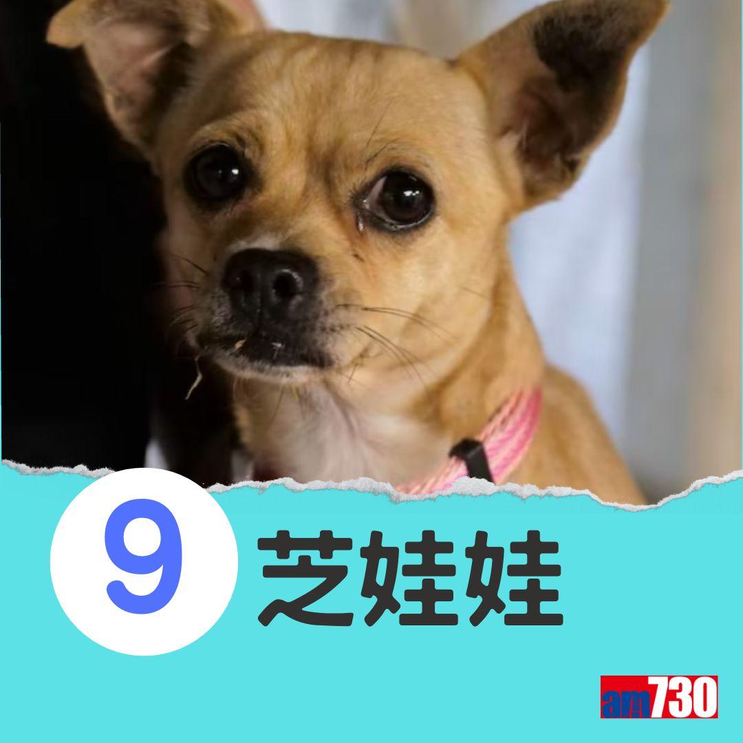 十大最易有分離焦慮症狗狗。(am730製圖)