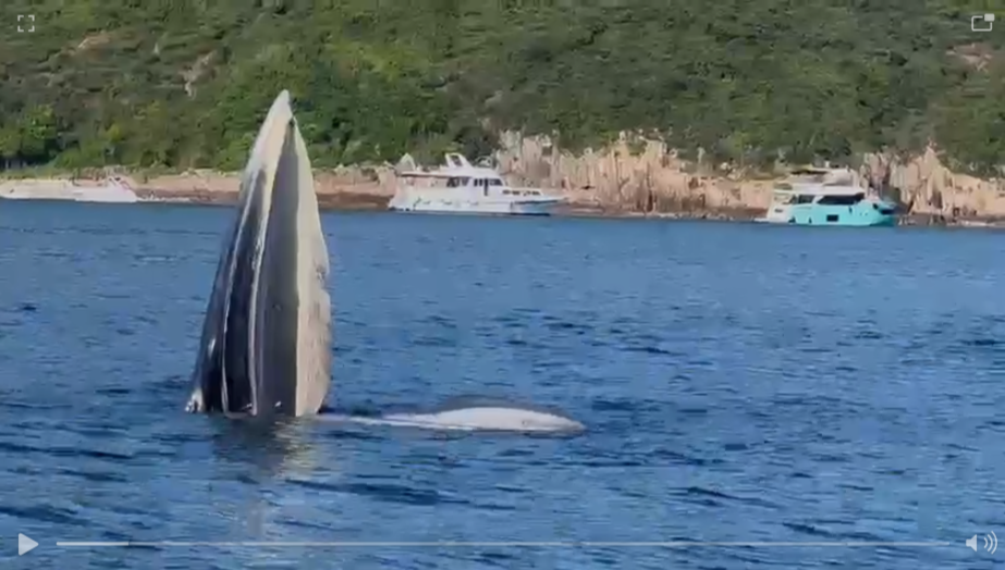 鯨魚