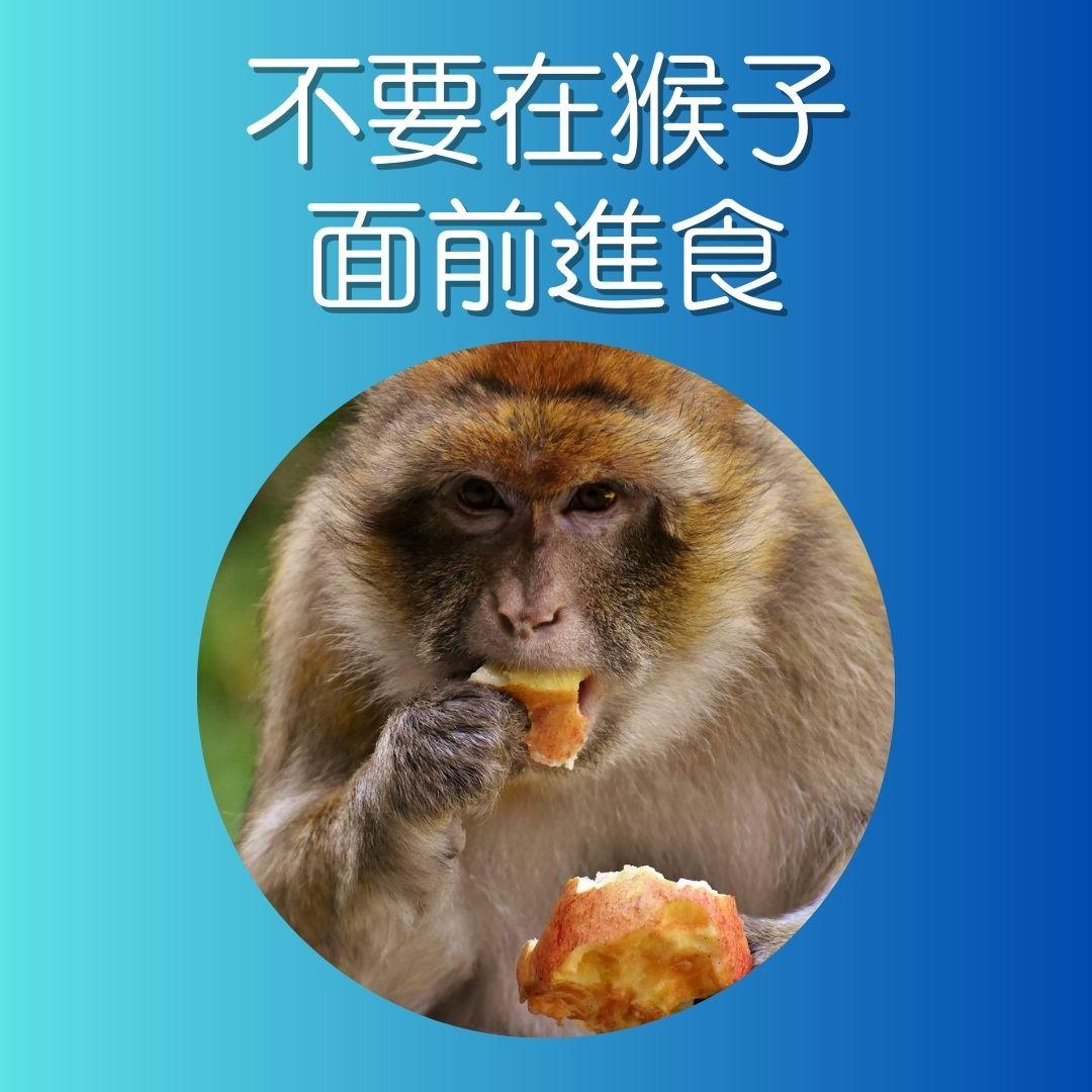 漁護署指引,遇到猴子時注意事項。(AM730製圖)