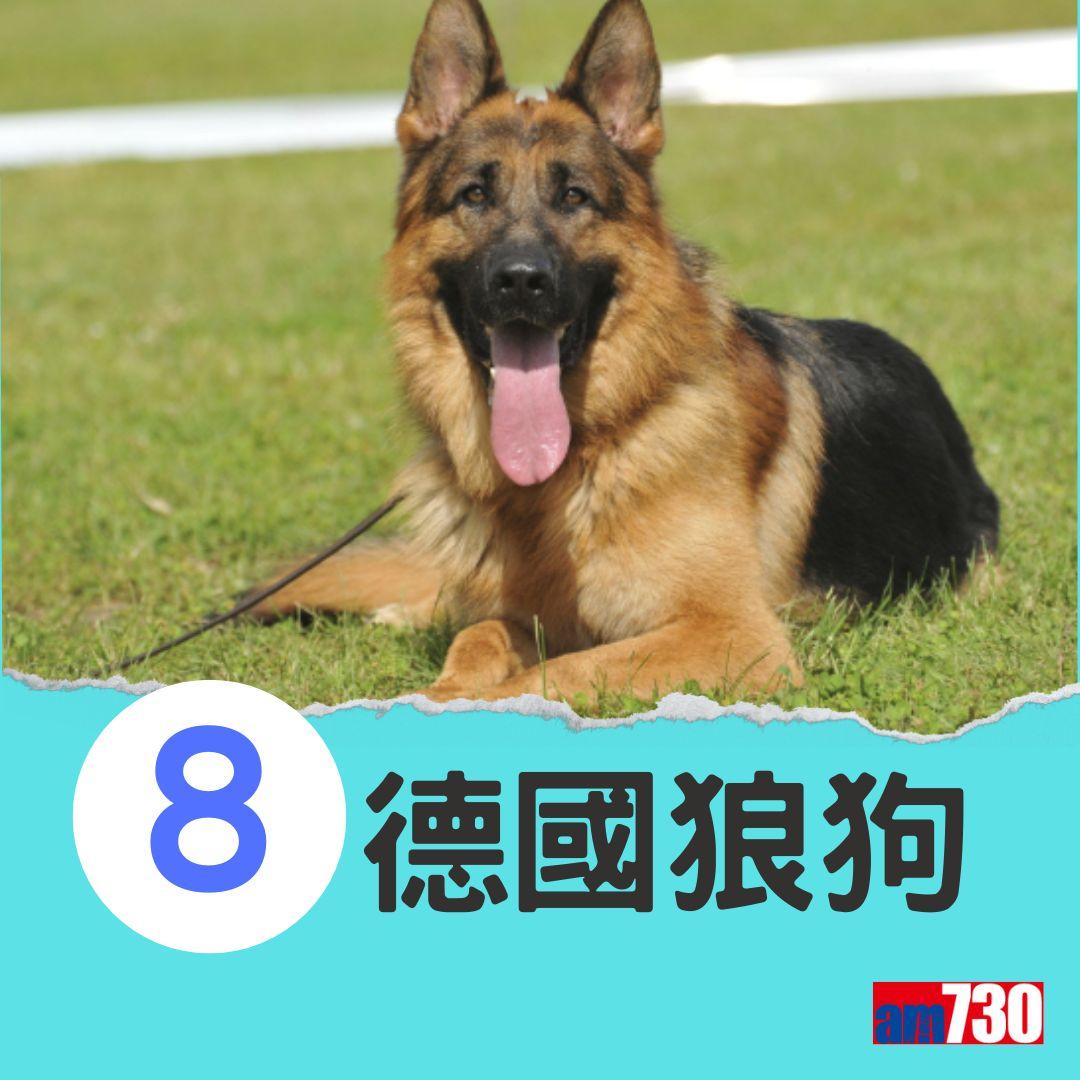 十大最易有分離焦慮症狗狗。(am730製圖)