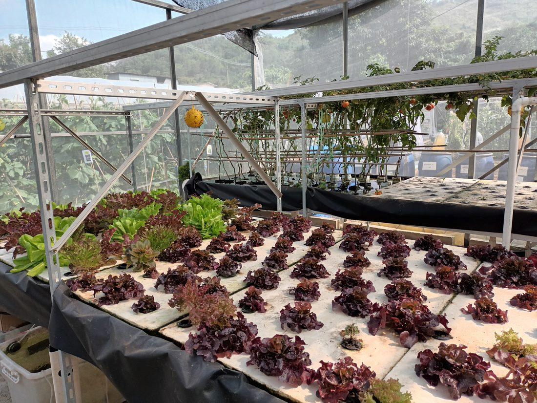 煤氣公司物聯網系統支援水耕運作,將系統免費向學校推廣,元朗八鄉中心小學成為首間採用該系統的學校。