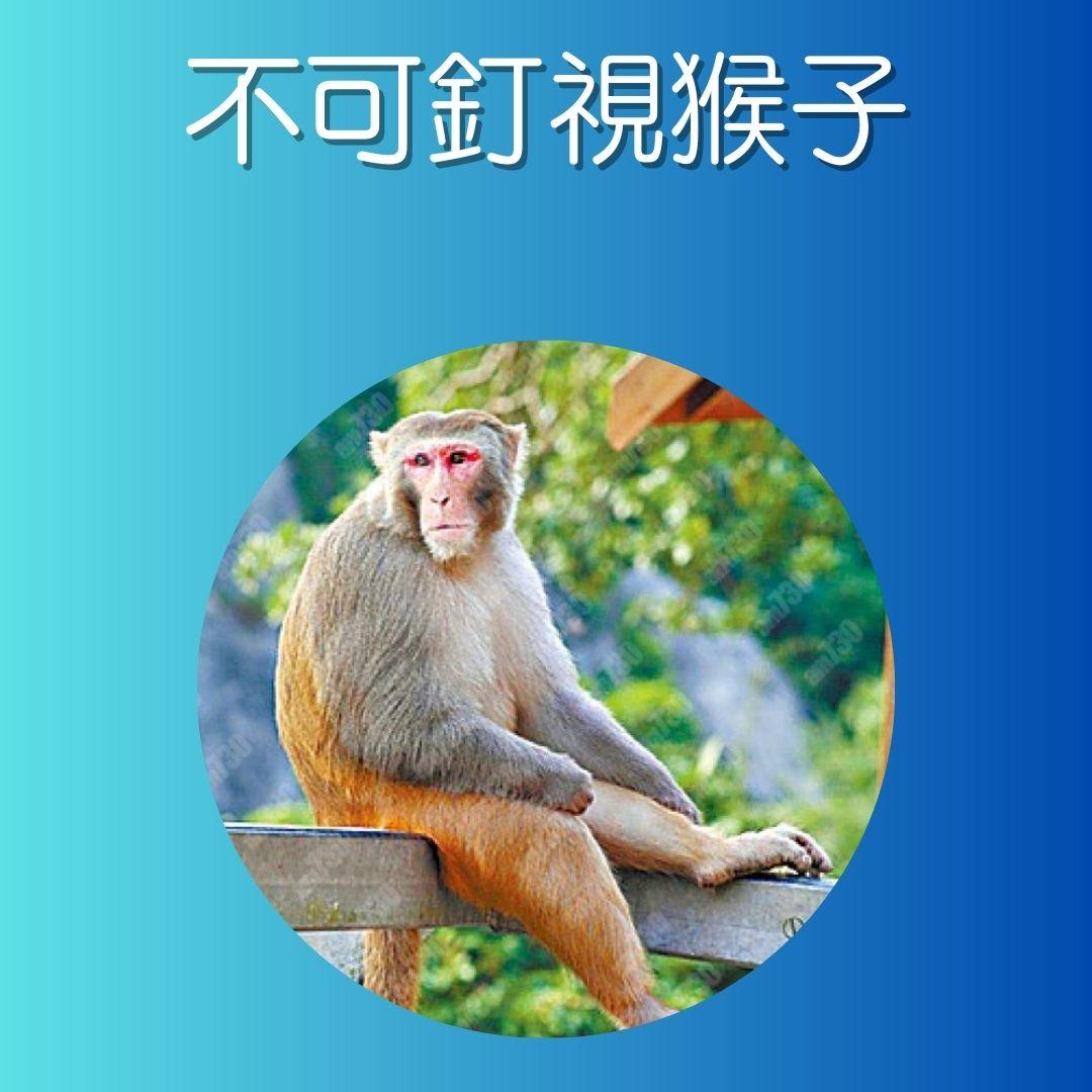 漁護署指引,遇到猴子時注意事項。(AM730製圖)