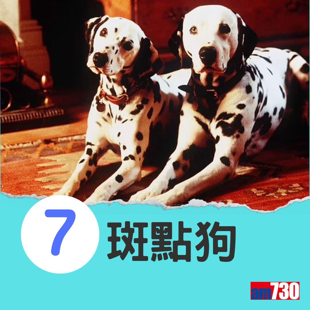 十大最易有分離焦慮症狗狗。(am730製圖)