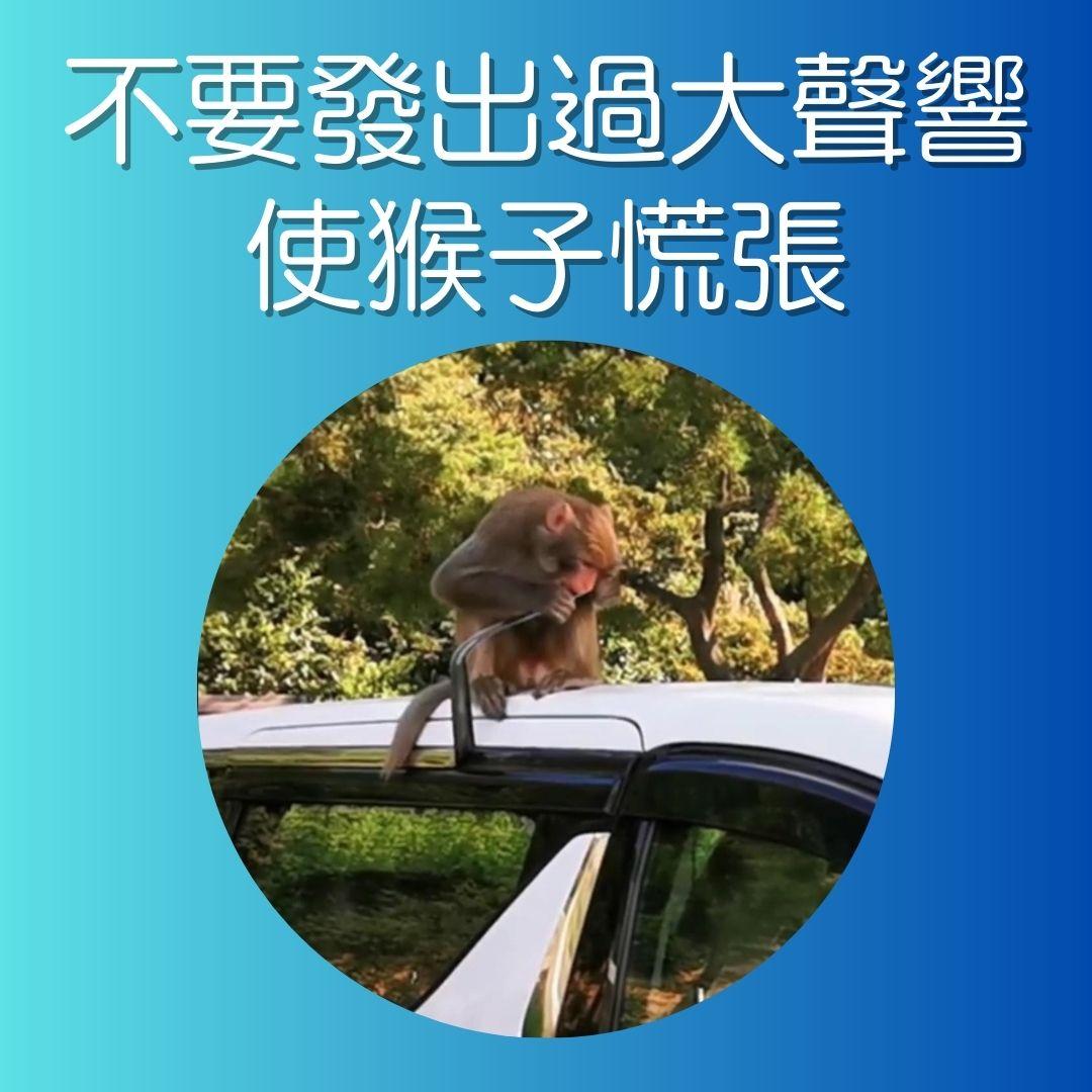 漁護署指引,遇到猴子時注意事項。(AM730製圖)