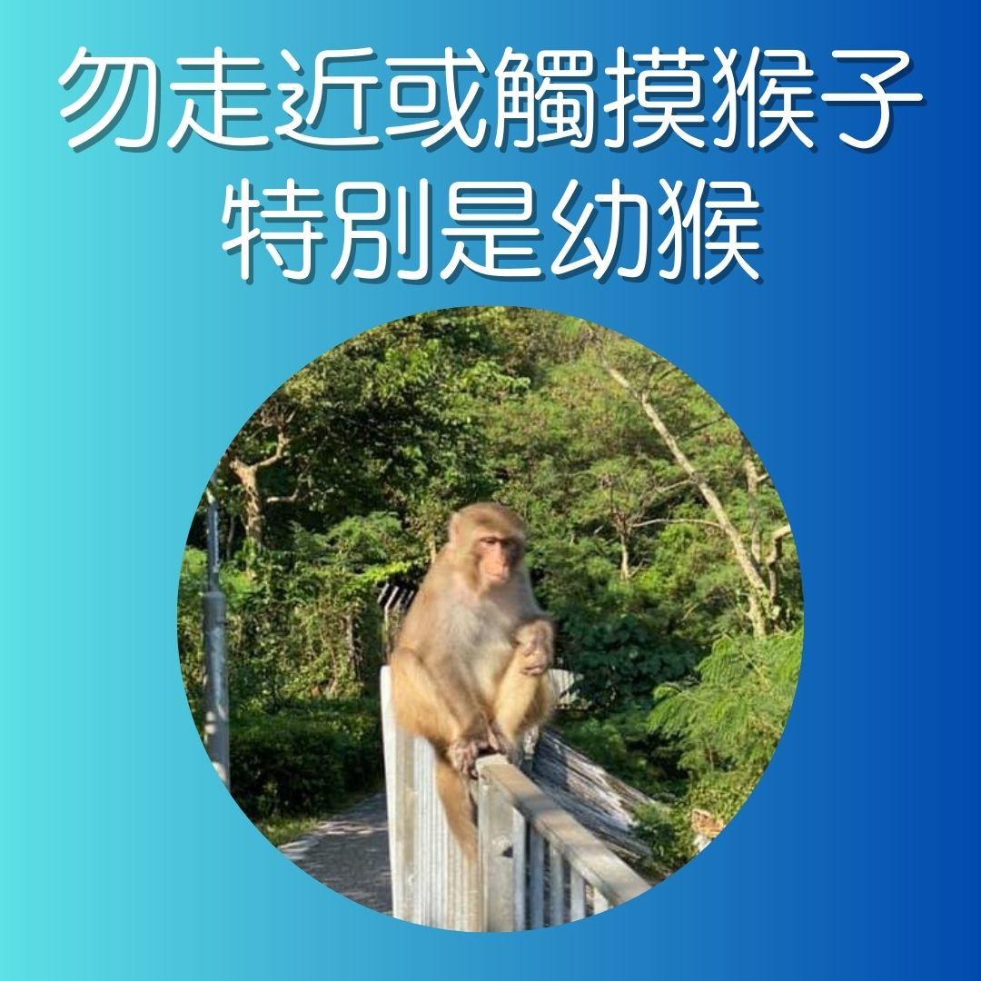 漁護署指引,遇到猴子時注意事項。(AM730製圖)