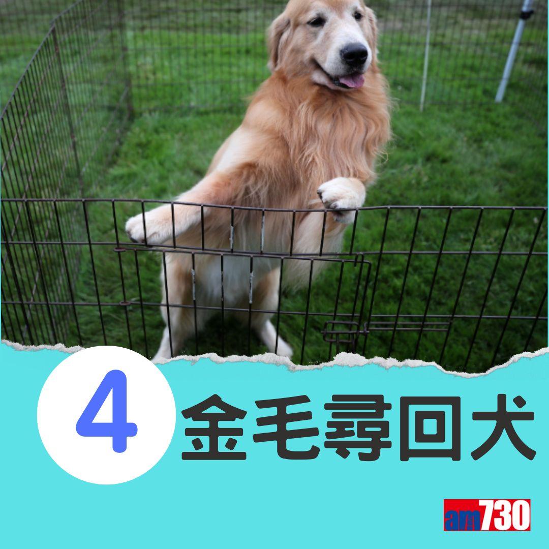 十大最易有分離焦慮症狗狗。(am730製圖)