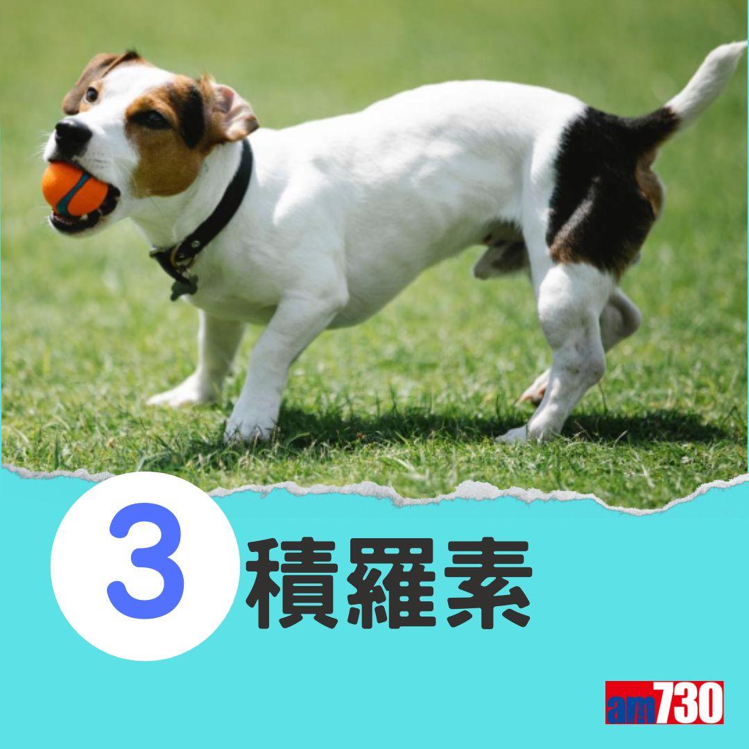 十大最易有分離焦慮症狗狗。(am730製圖)