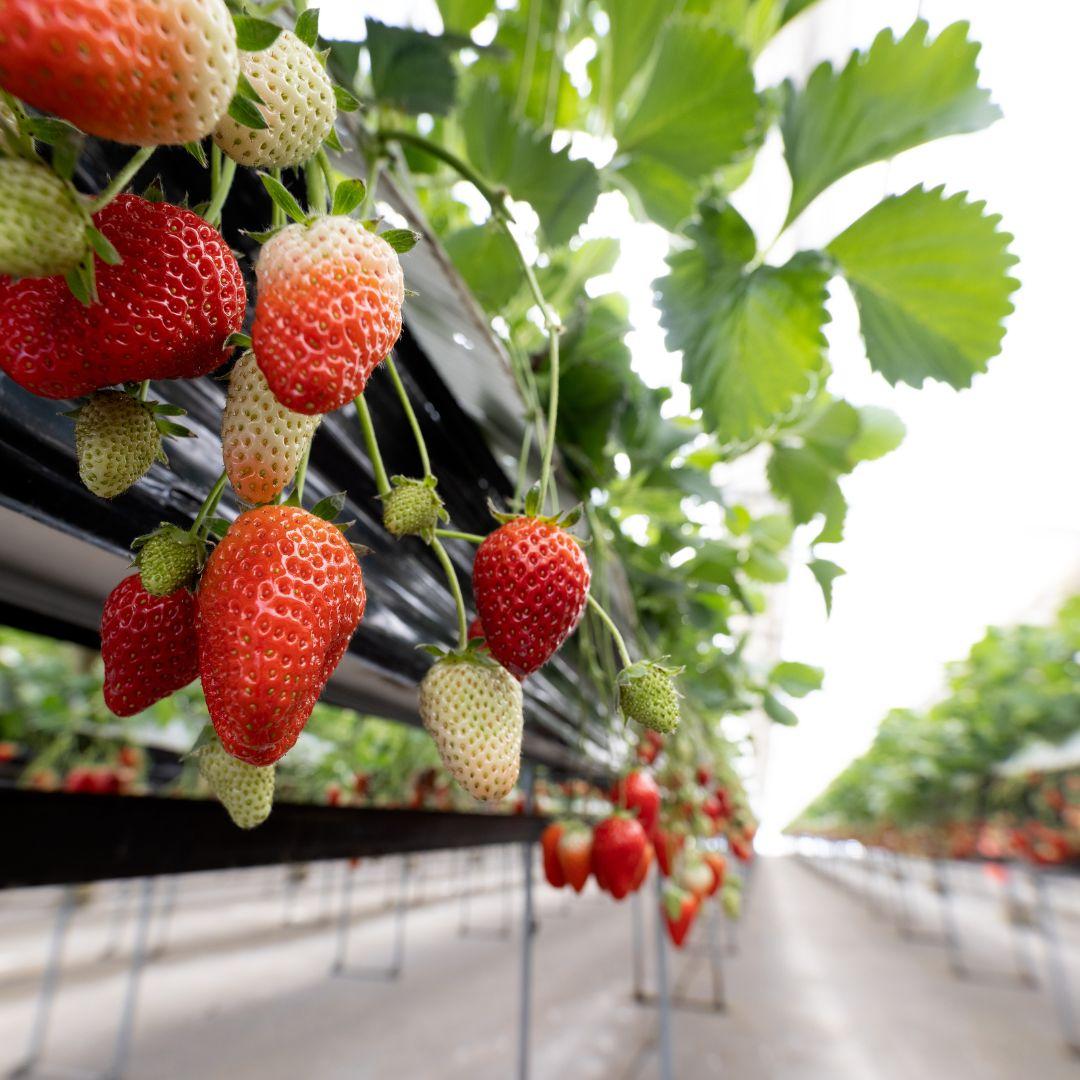 只要¥ 2,000/HK$110即可於30分鐘內任摘任食士多啤梨。