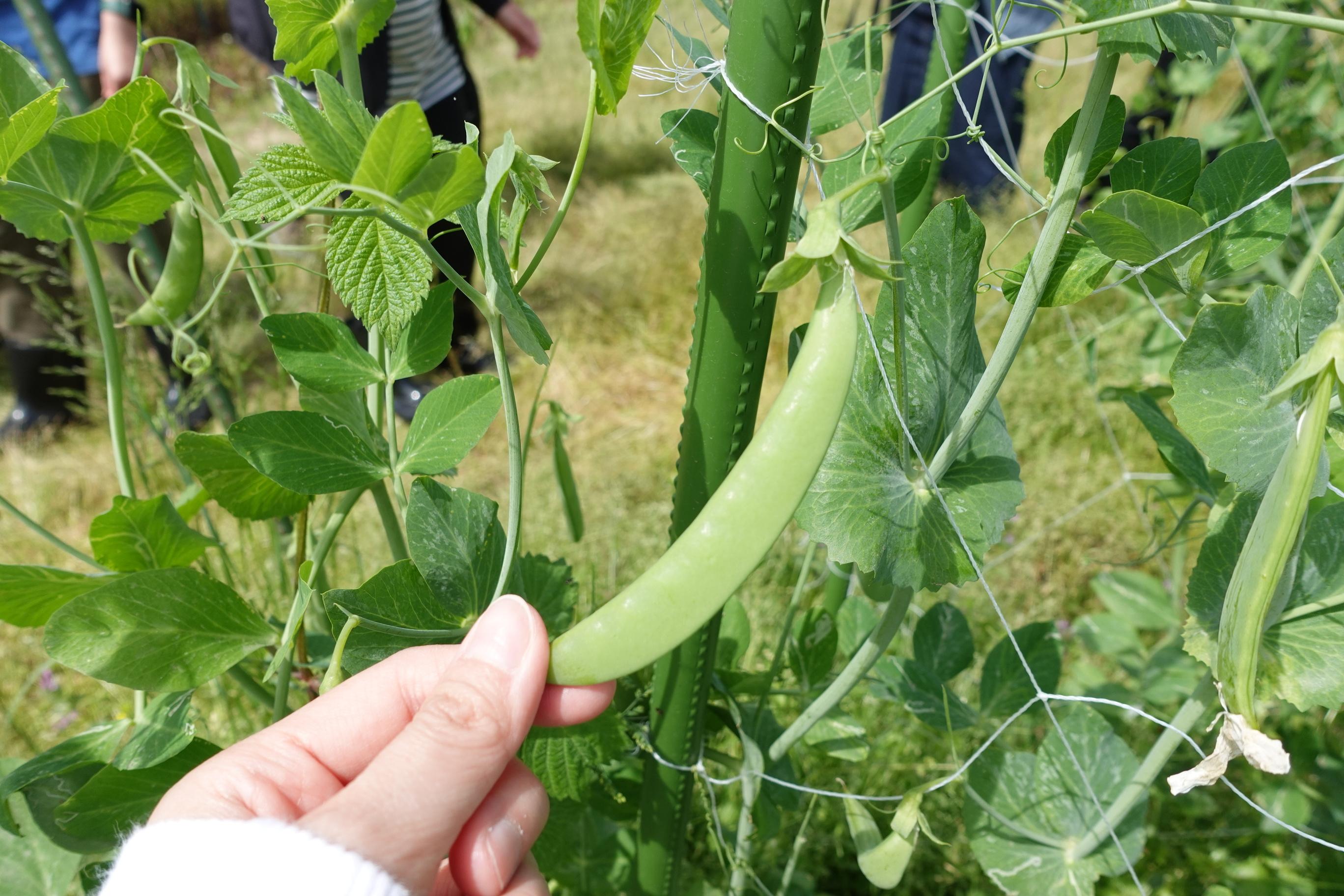 今次的當造蔬菜為豆類,一次過品嚐了甜豆、扁豆、蠶豆。