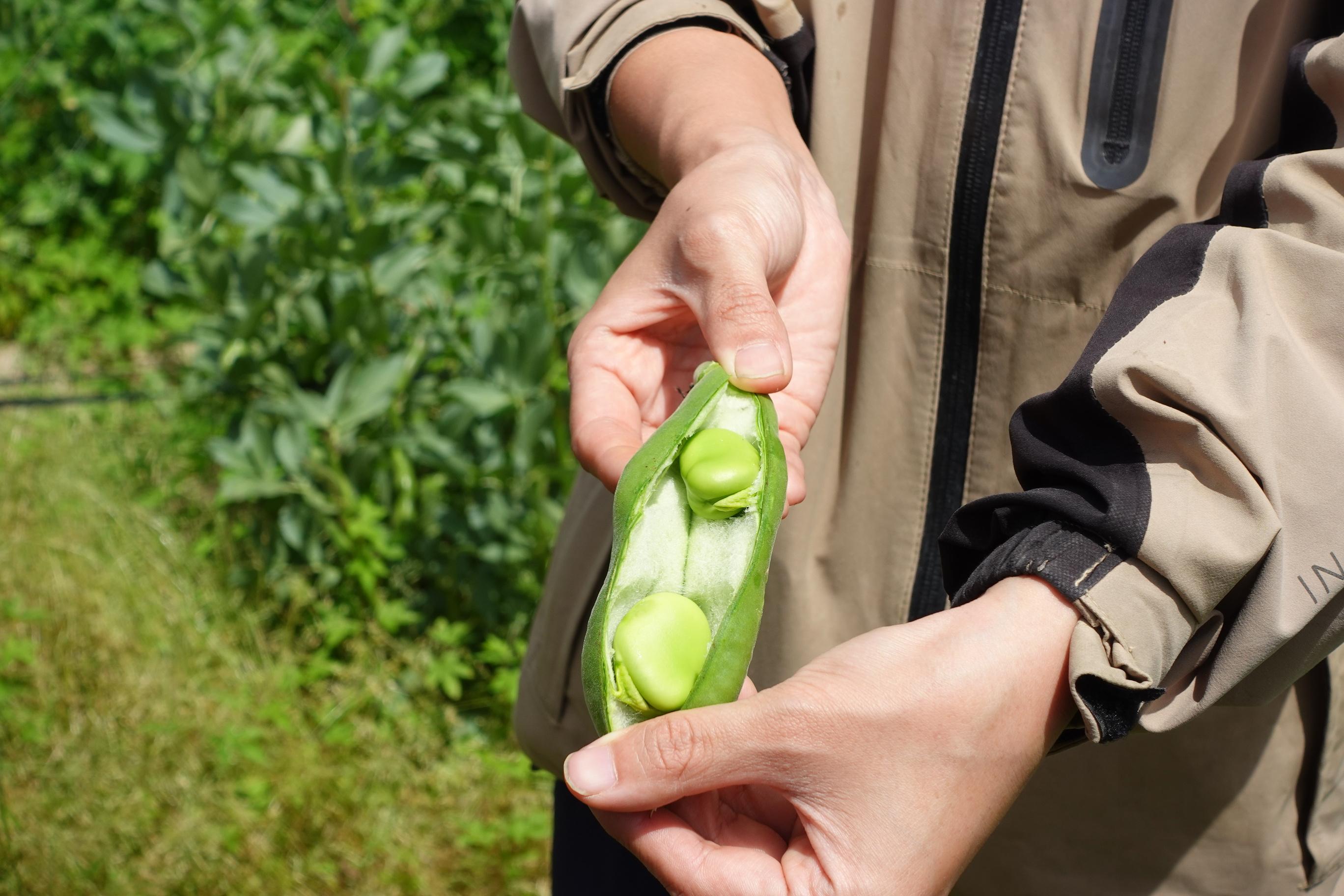今次的當造蔬菜為豆類,一次過品嚐了甜豆、扁豆、蠶豆。