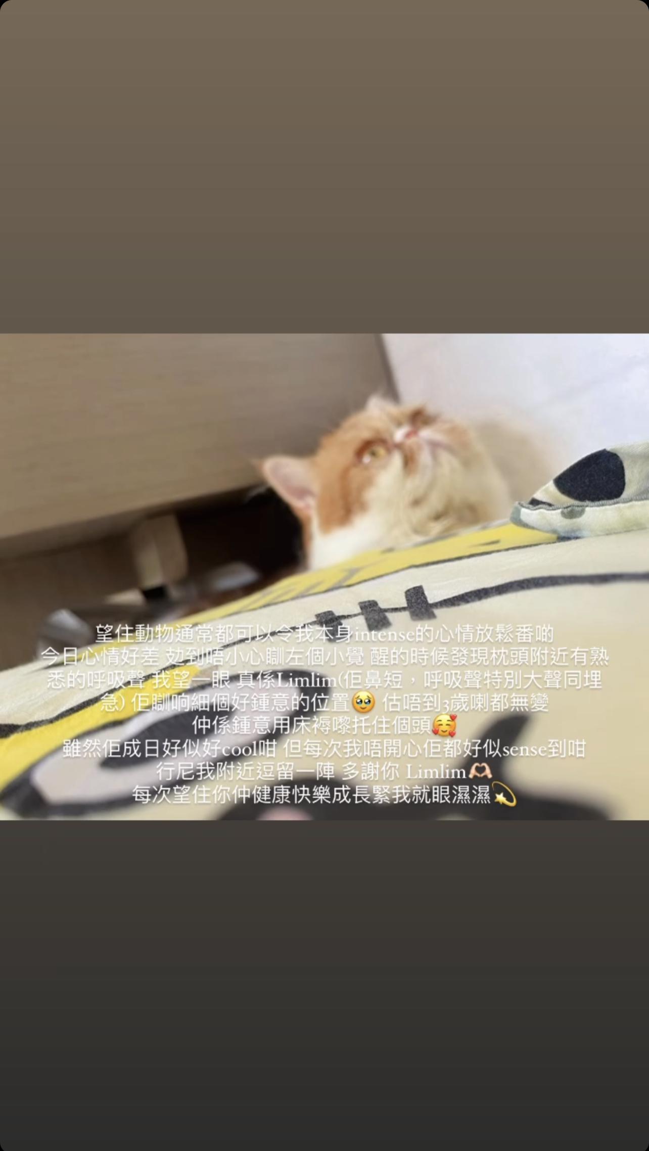 So Ching昨晚在IG Story分享愛貓照片,抒發情緒,惹來揣測。
