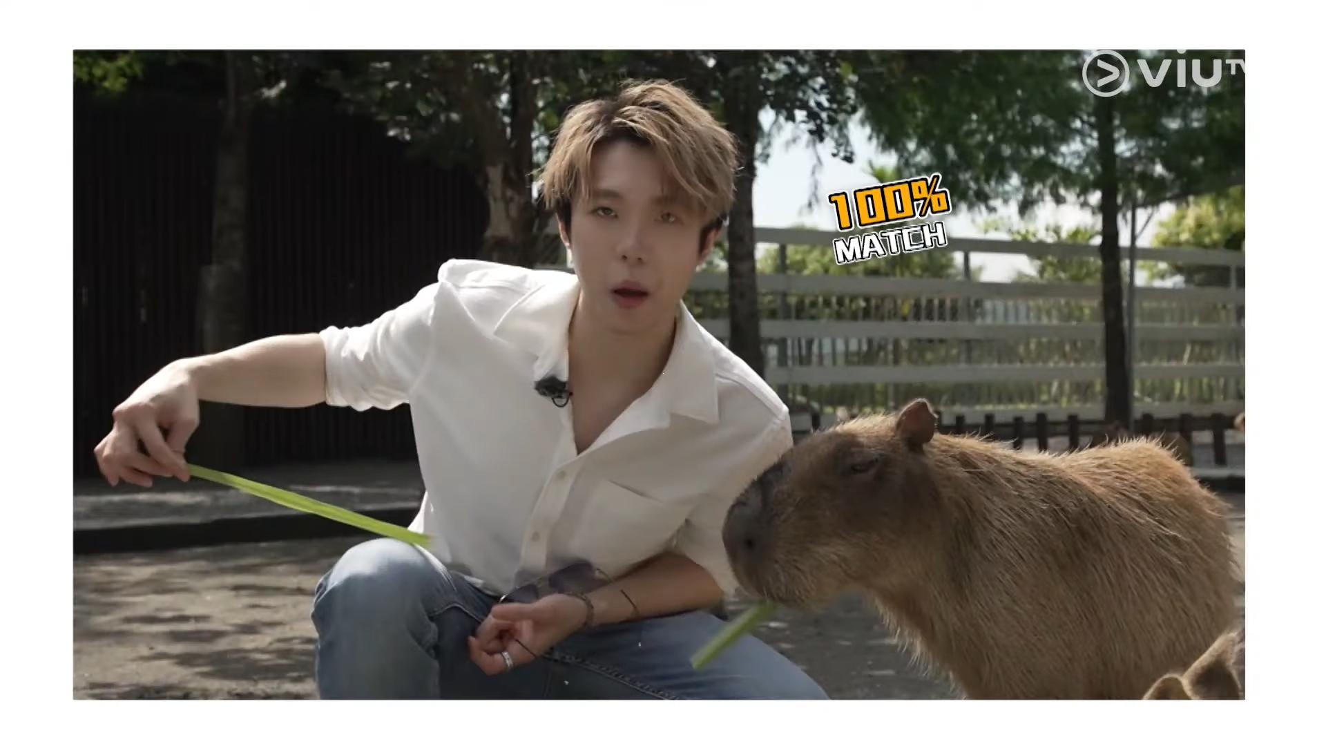 Marco與水豚「撞樣」。