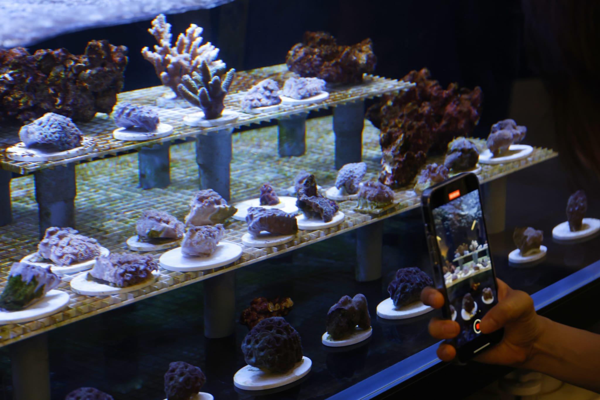 海洋公園全新「活化珊瑚保育中心」開張 推動社會參與珊瑚保育 (林俊源攝)