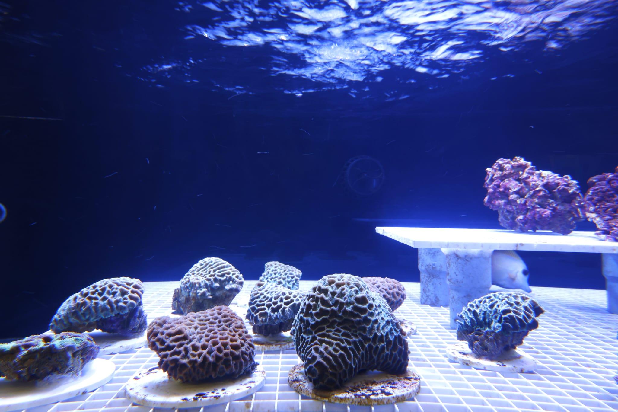 海洋公園全新「活化珊瑚保育中心」開張 推動社會參與珊瑚保育 (林俊源攝)