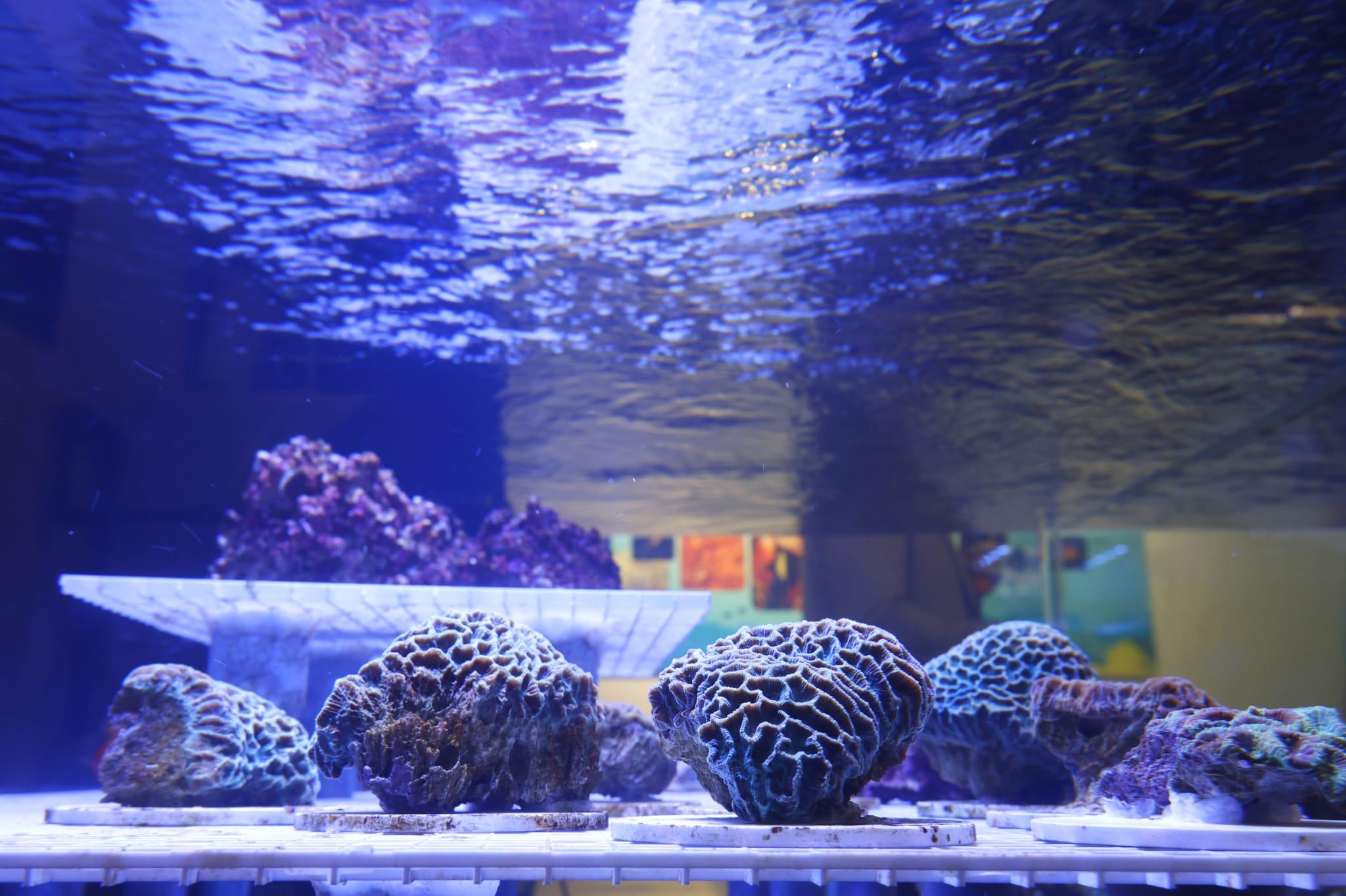 海洋公園全新「活化珊瑚保育中心」開張 推動社會參與珊瑚保育 (林俊源攝)