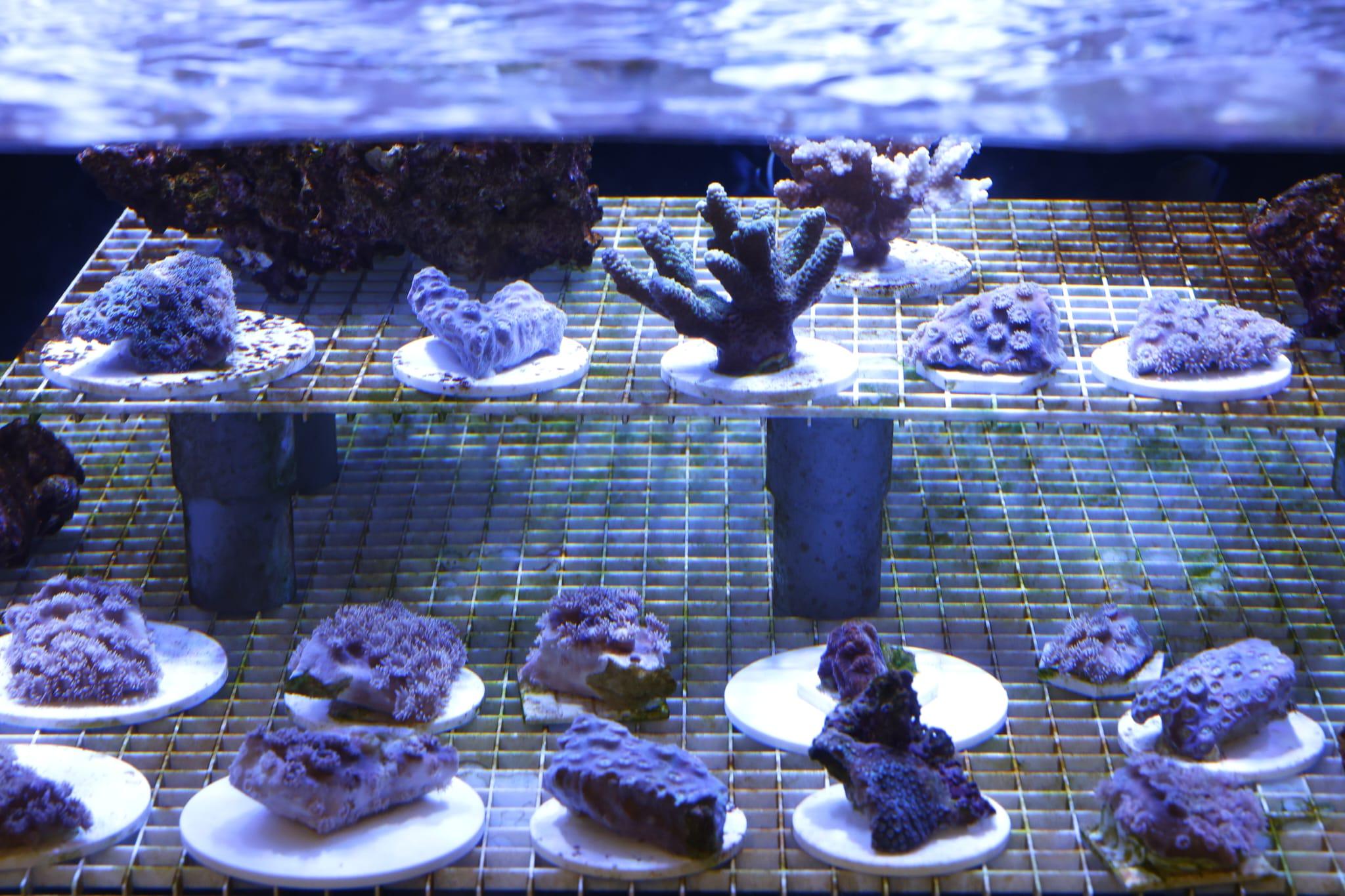 海洋公園全新「活化珊瑚保育中心」開張 推動社會參與珊瑚保育 (林俊源攝)