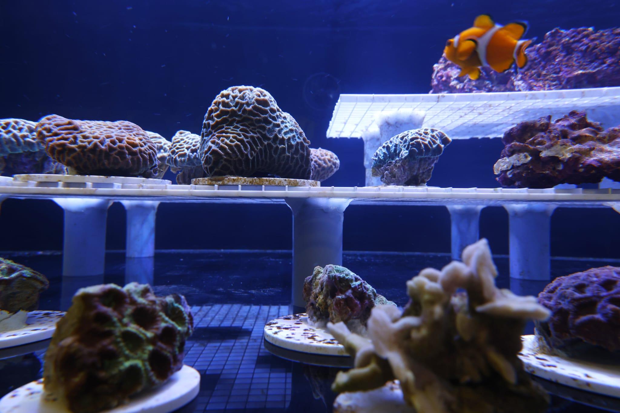 海洋公園全新「活化珊瑚保育中心」開張 推動社會參與珊瑚保育 (林俊源攝)