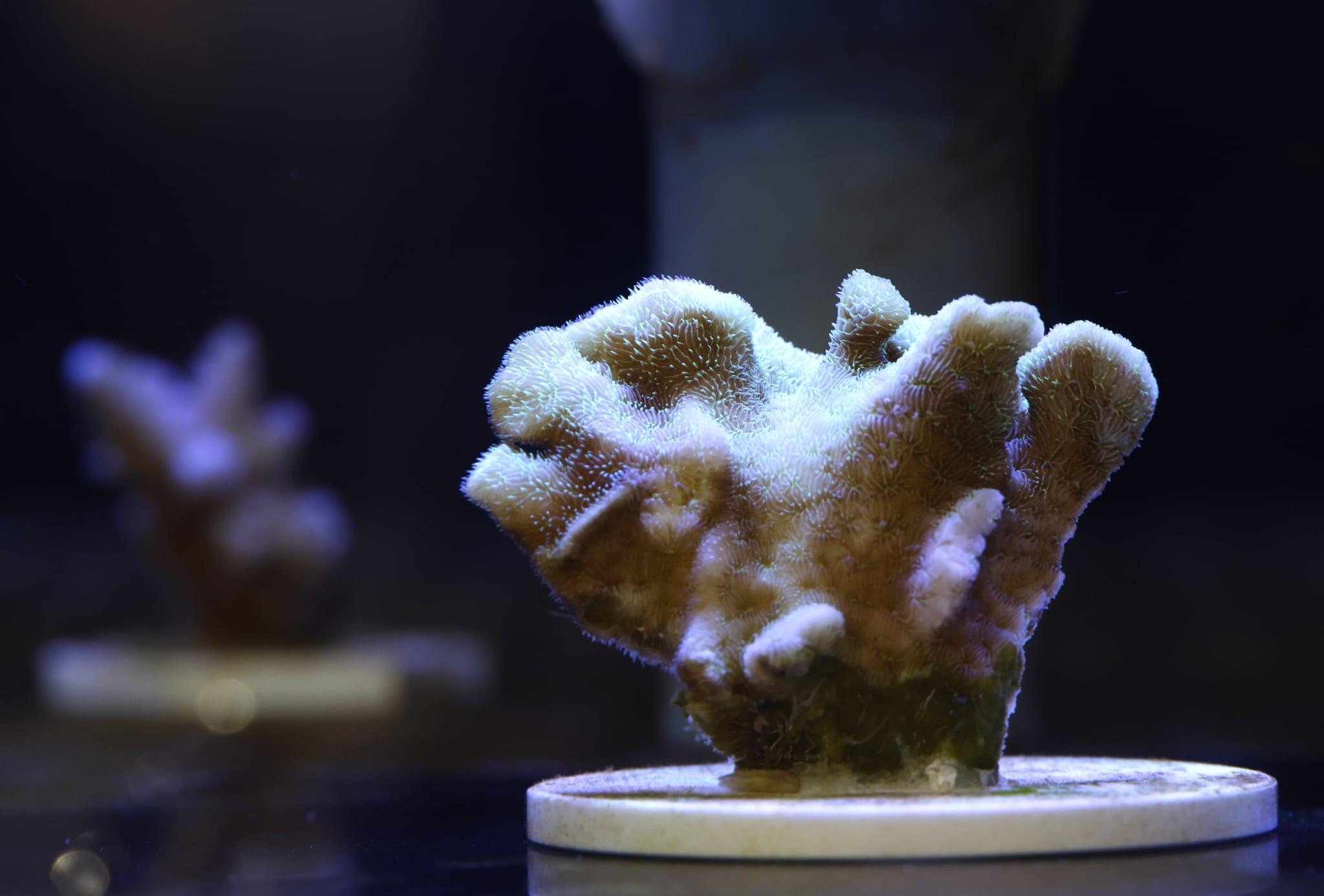 海洋公園全新「活化珊瑚保育中心」開張 推動社會參與珊瑚保育 (林俊源攝)