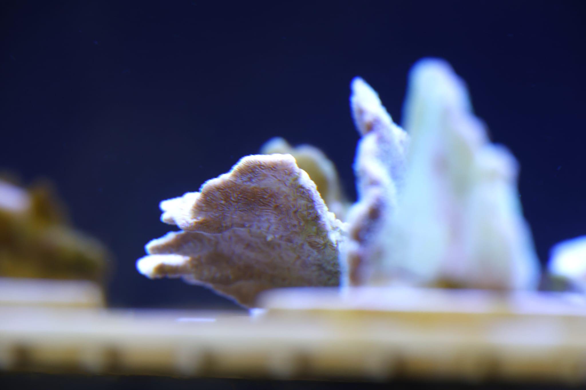 海洋公園全新「活化珊瑚保育中心」開張 推動社會參與珊瑚保育 (林俊源攝)