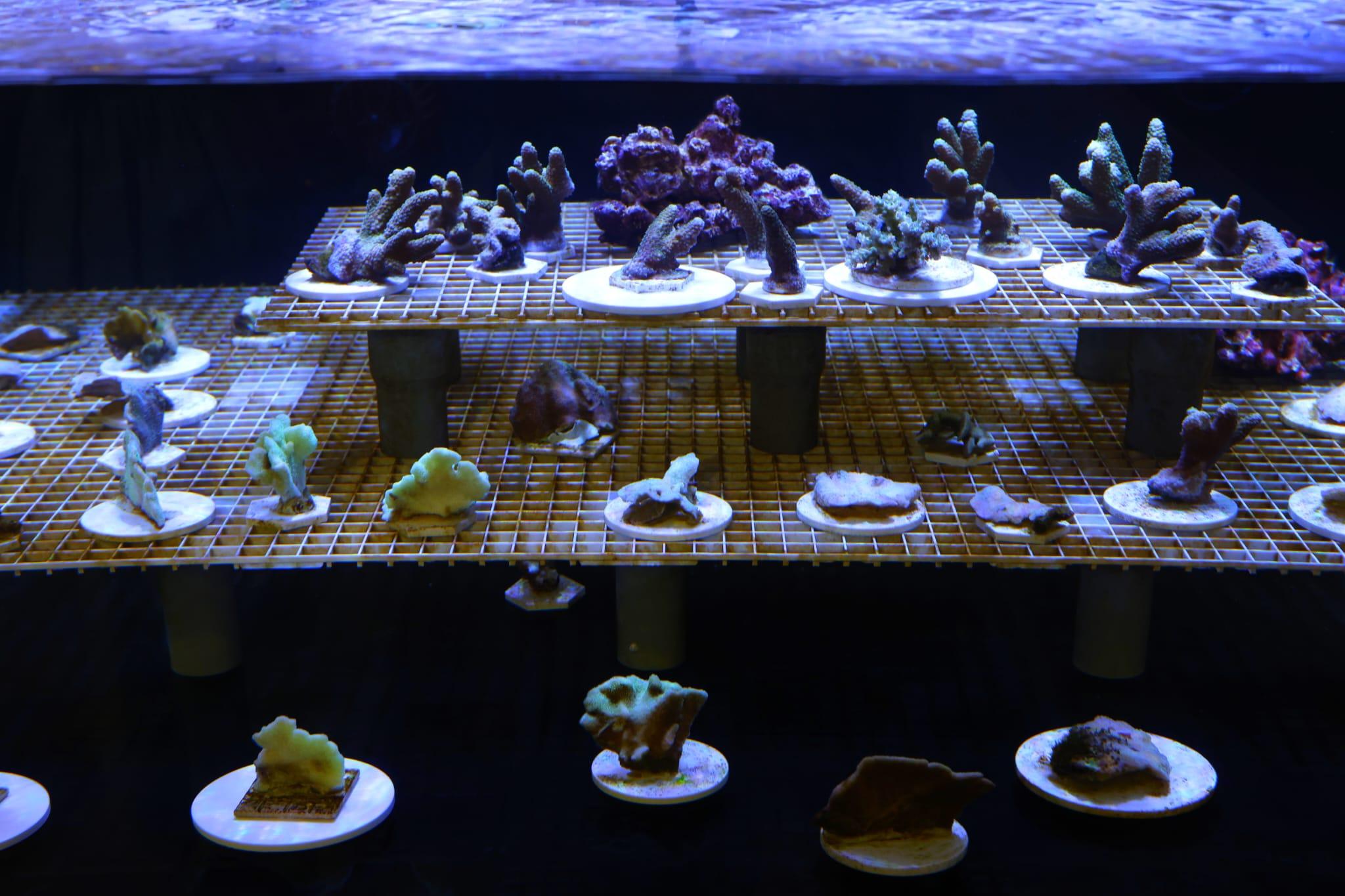 海洋公園全新「活化珊瑚保育中心」開張 推動社會參與珊瑚保育 (林俊源攝)