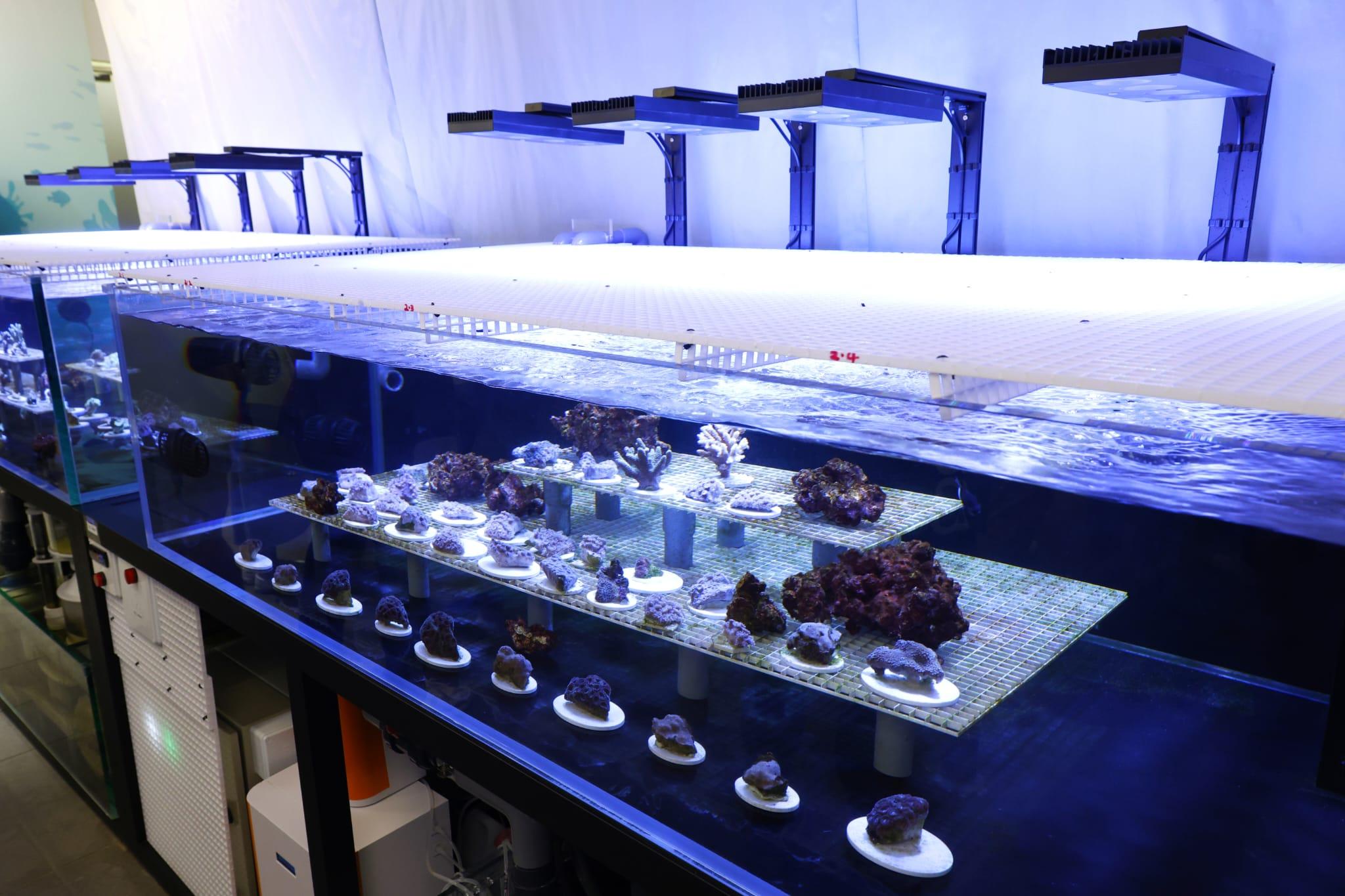 海洋公園全新「活化珊瑚保育中心」開張 推動社會參與珊瑚保育 (林俊源攝)