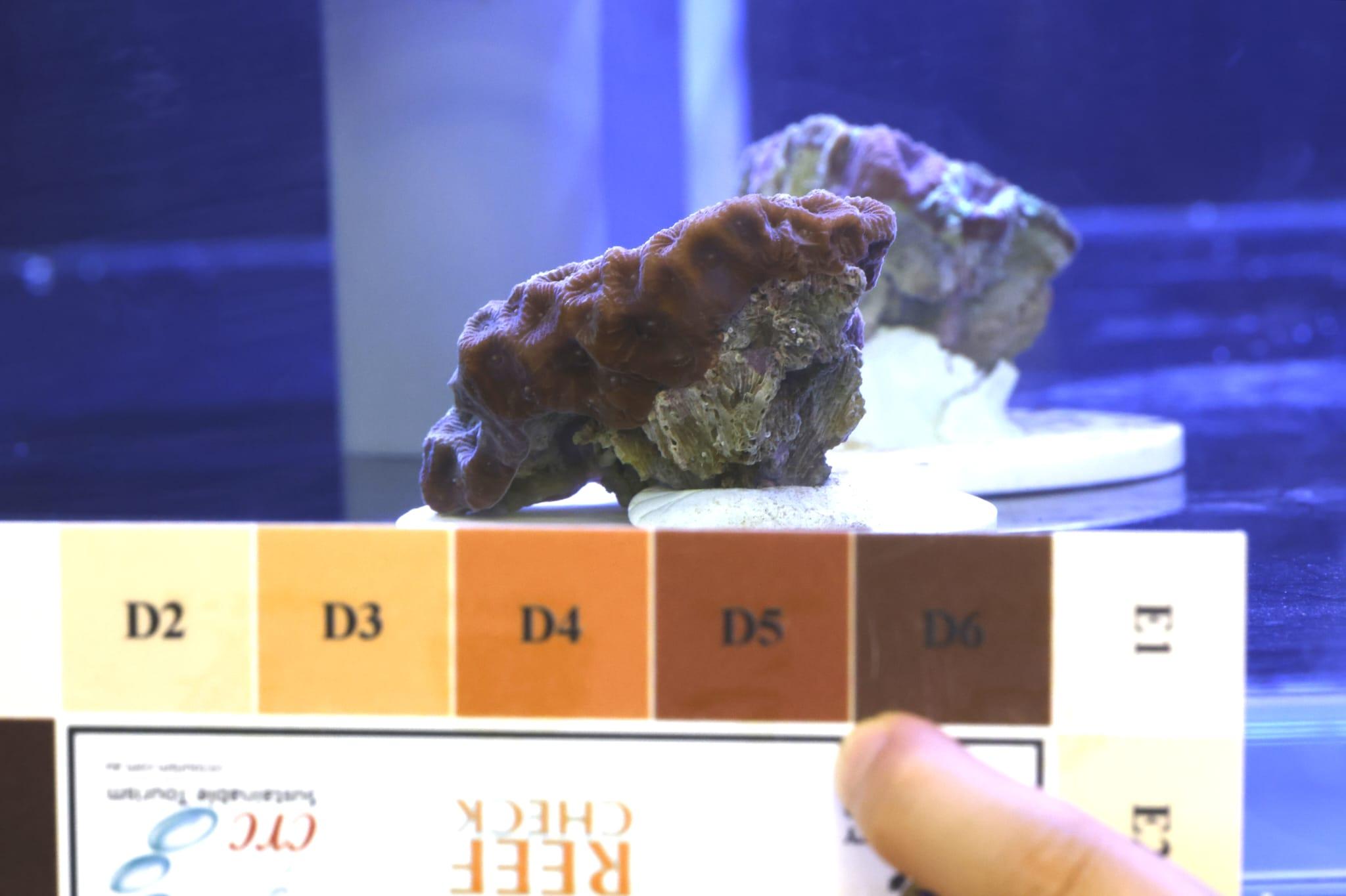 海洋公園全新「活化珊瑚保育中心」開張 推動社會參與珊瑚保育 (林俊源攝)