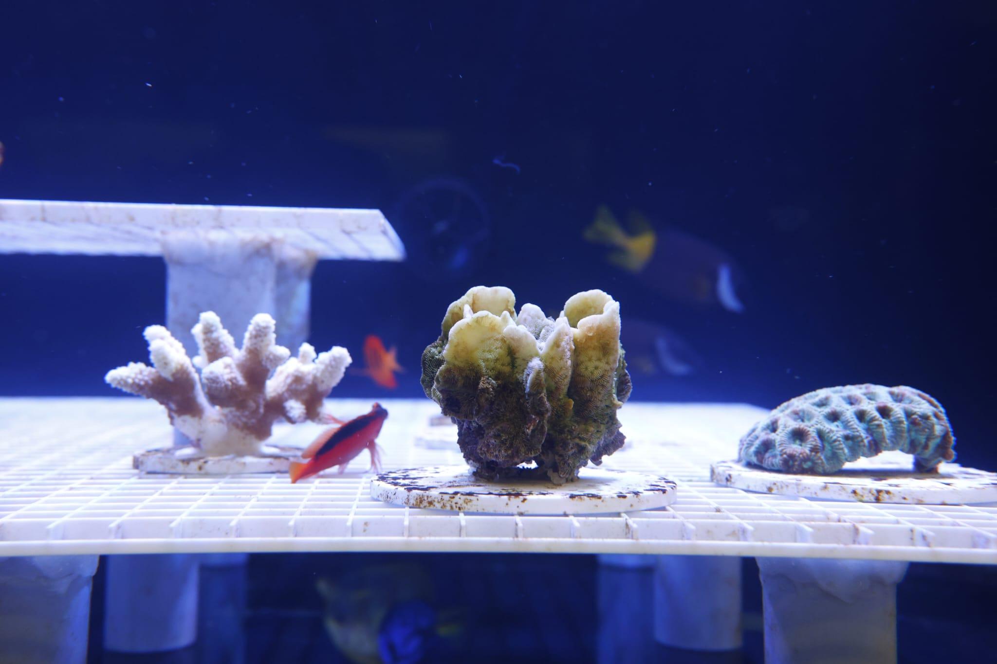 海洋公園全新「活化珊瑚保育中心」開張 推動社會參與珊瑚保育 (林俊源攝)