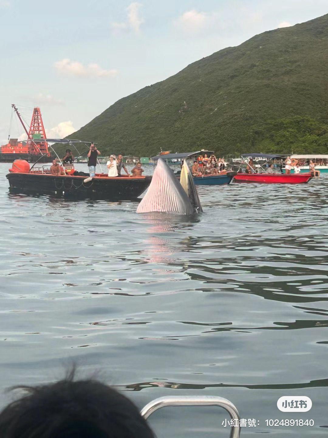 西貢鯨魚|世界自然基金會:受傷鯨魚傷口擴大,籲市民勿出海追逐。(小紅書圖片)