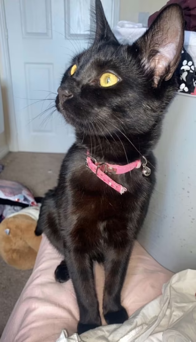 慘被虐殺的小貓Binx。(互聯網)