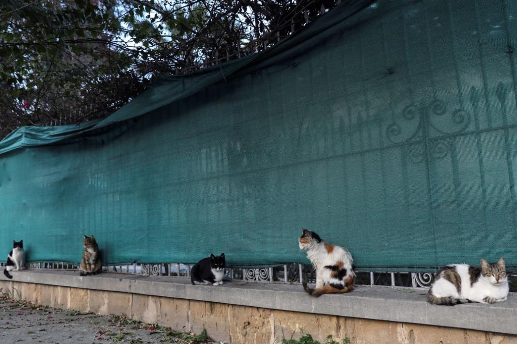 歐洲島國塞浦路斯是地中海知名的「貓島」,貓咪多過居民。(資料圖片)