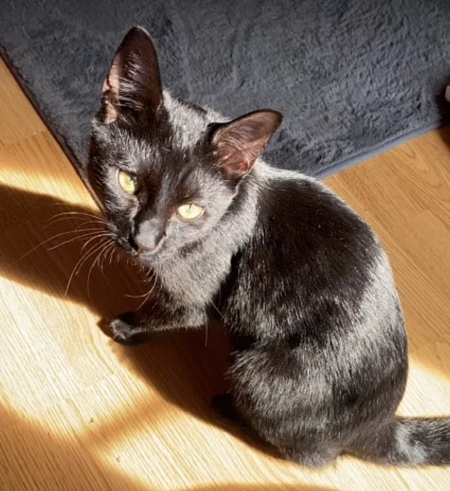 慘被虐殺的小貓Binx。(互聯網)