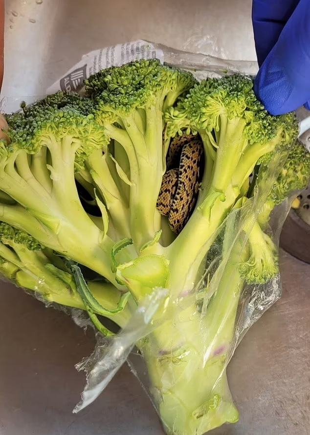 英國超市|買西蘭花送蛇。(互聯網)