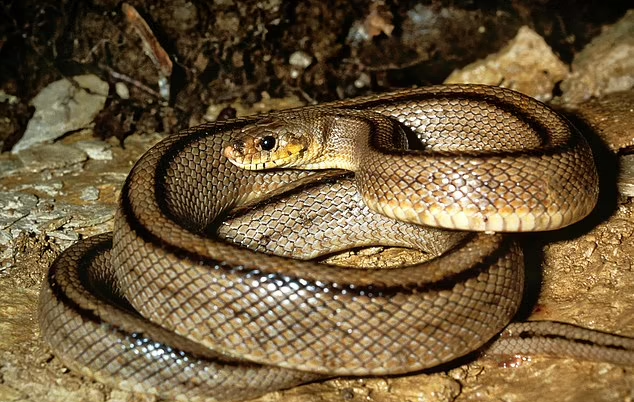 英國超市|藏在西蘭花內的是一條「梯紋鼠蛇」。(資料圖片)