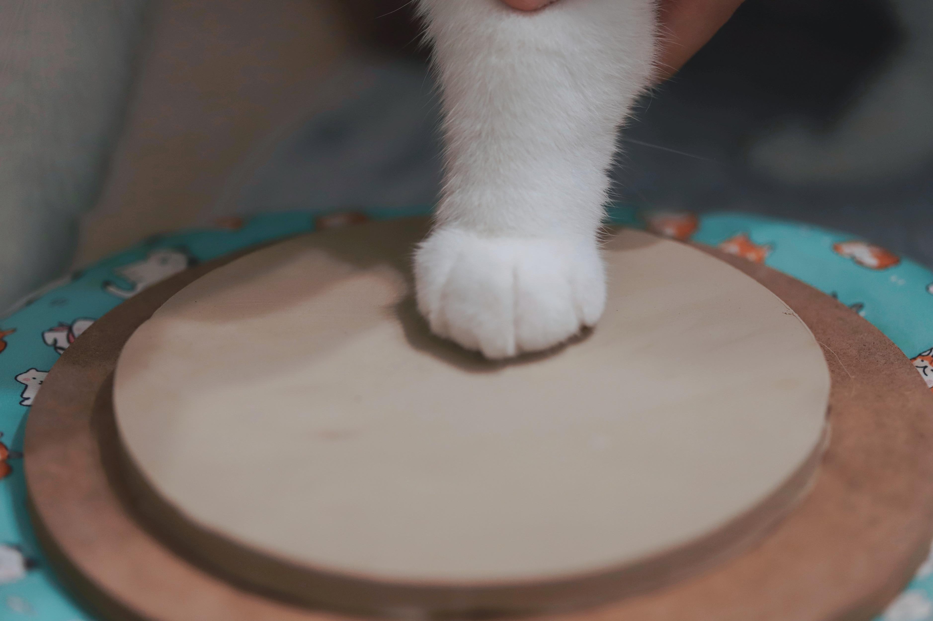 萌寵打手印工作坊