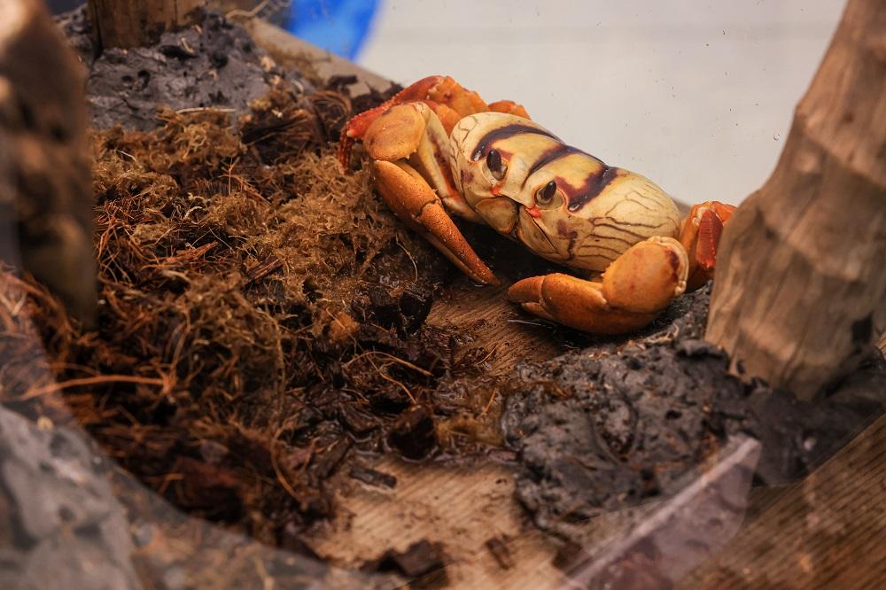 橫行軍人│普羅維登西亞黑蟹