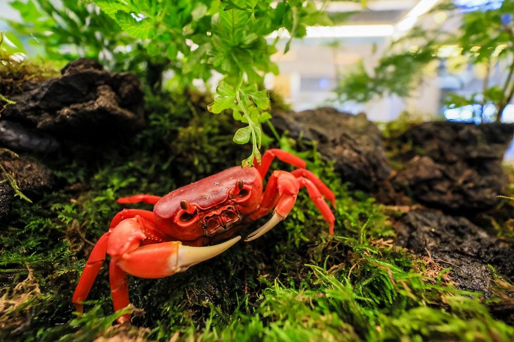 蟹界刀神│越南勾手蟹