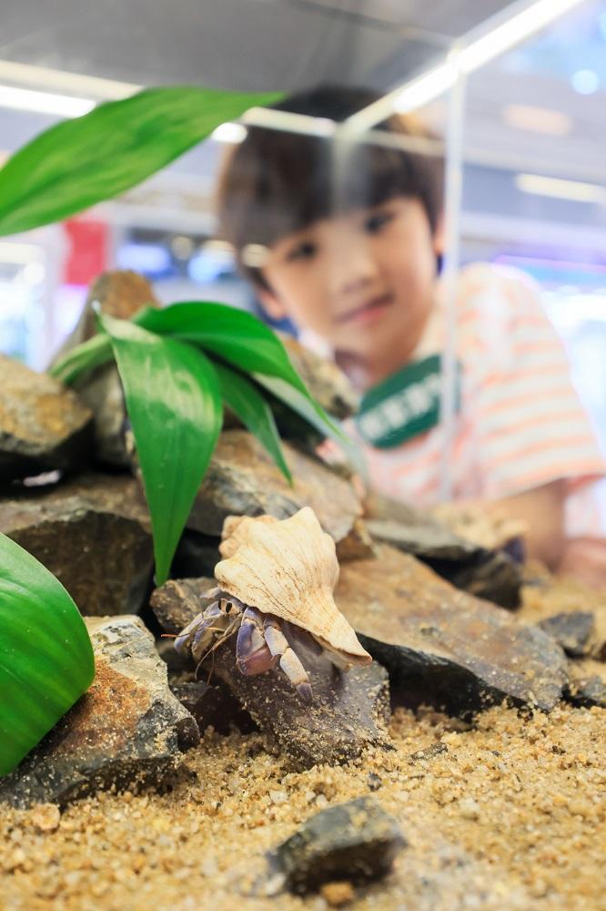 防禦力Max│短腕寄居蟹