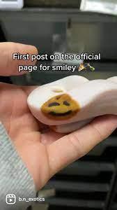 網上熱話|蛇出沒注意 球蠎身驚喜「眨眼Emoji」可愛萌爆