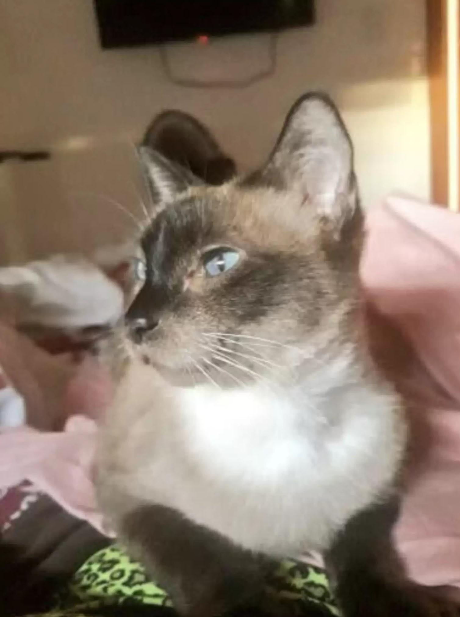 Tina與已逝主人有10年感情。(互聯網)