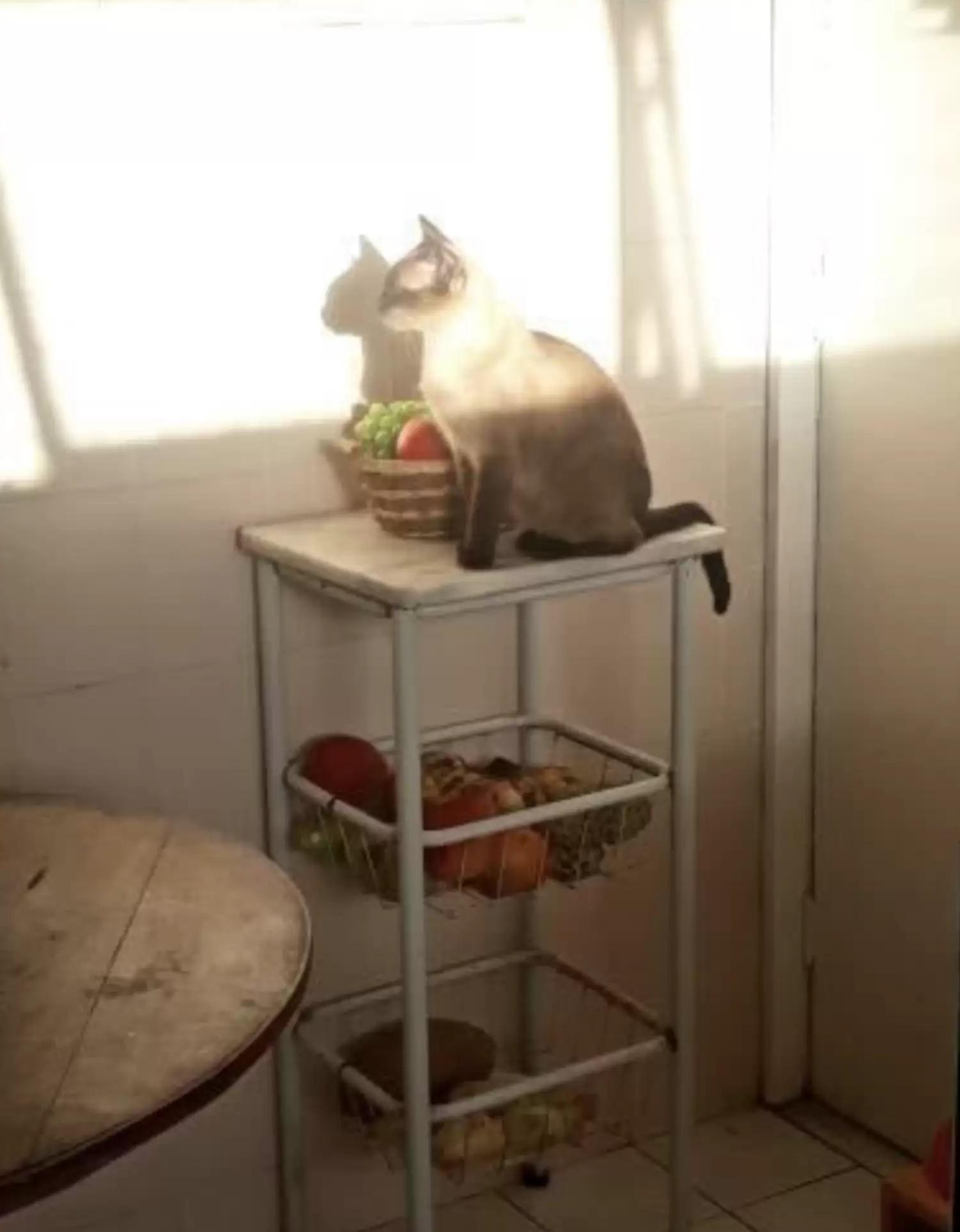 Tina沒有忘記已逝主人。(互聯網)