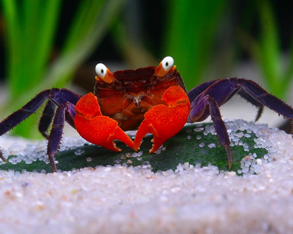 美艷之最│惡魔蟹