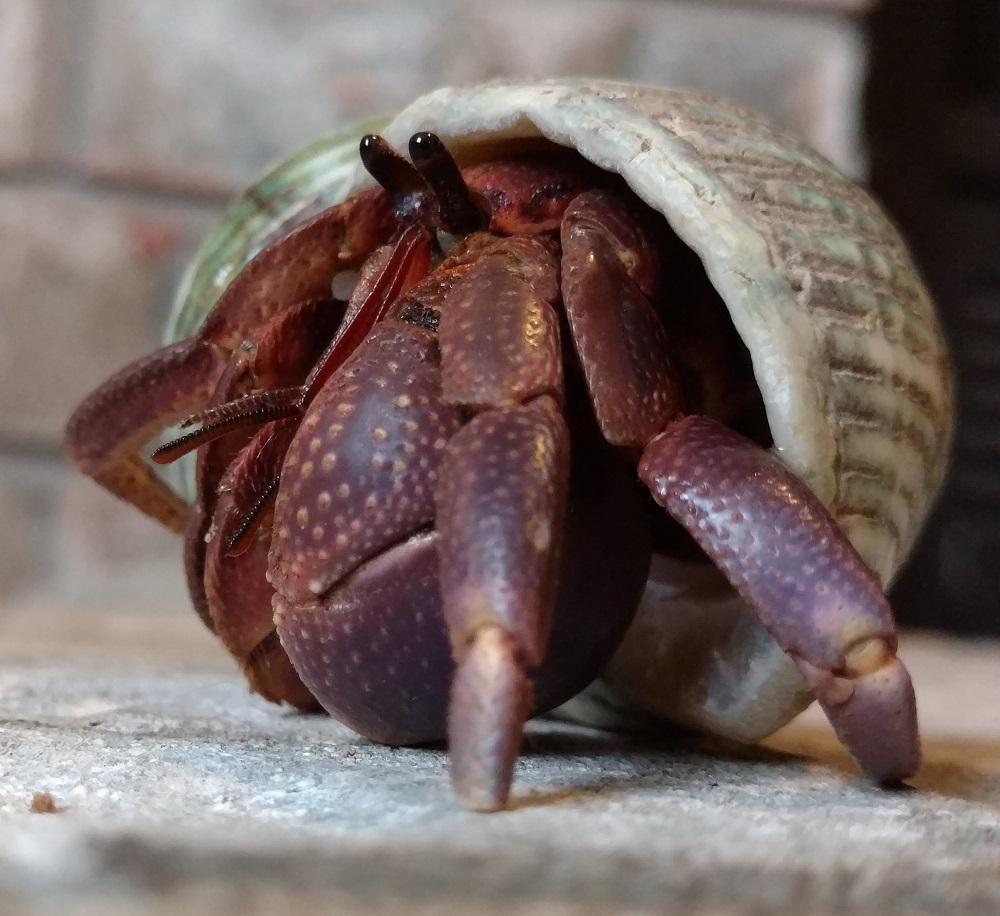 防禦力Max│短腕寄居蟹