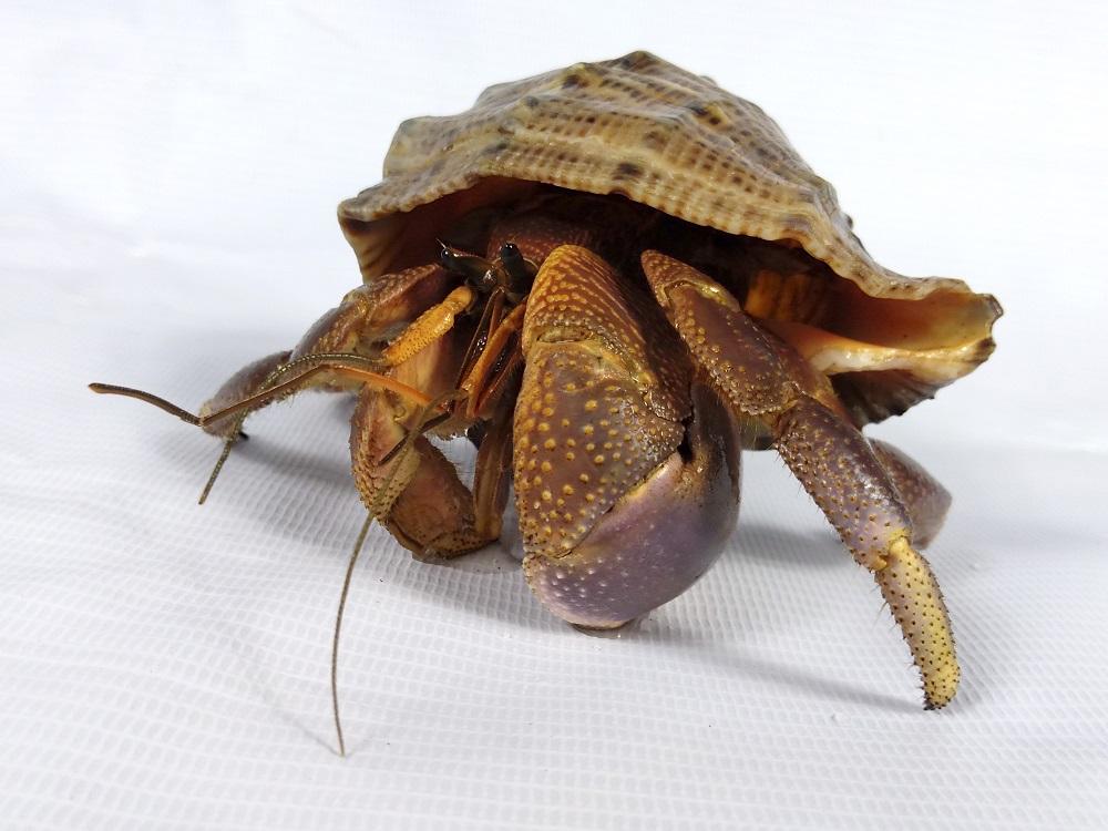 防禦力Max│短腕寄居蟹