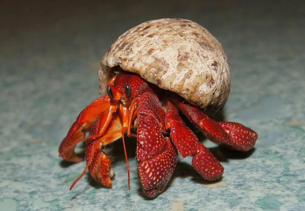 幾可亂真│草莓陸寄居蟹