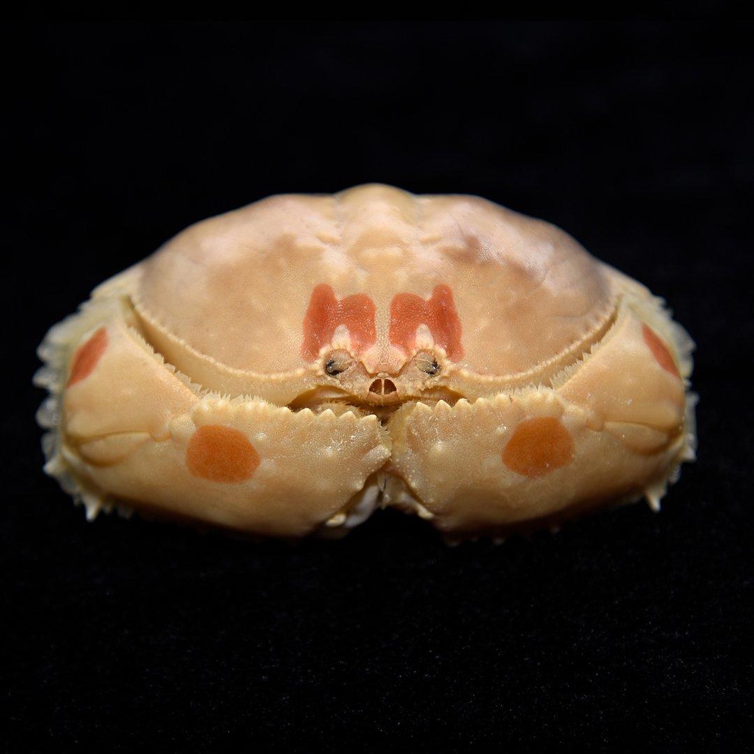 浪漫之最│饅頭蟹