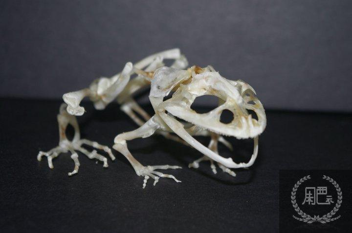 毛孩好去處│珍罕動物標本展覽