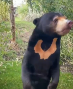 人扮熊爭議|英國赫特福德郡天堂野生動物公園發布其馬來熊站立片段,睇落都係幾似人。(互聯網)