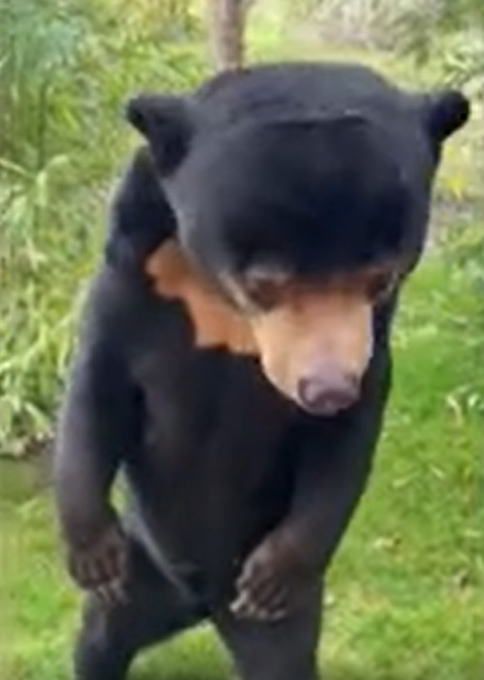 人扮熊爭議|英國赫特福德郡天堂野生動物公園發布其馬來熊站立片段,睇落都係幾似人。(互聯網)